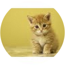 Reshadie Sandeepa profile picture